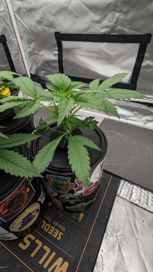 Showcasing my own strain!. Week 2