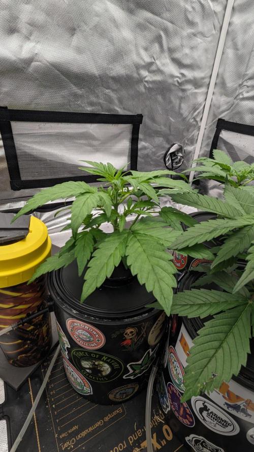 Rainbow Belts Auto by Zamnesia. Week 2