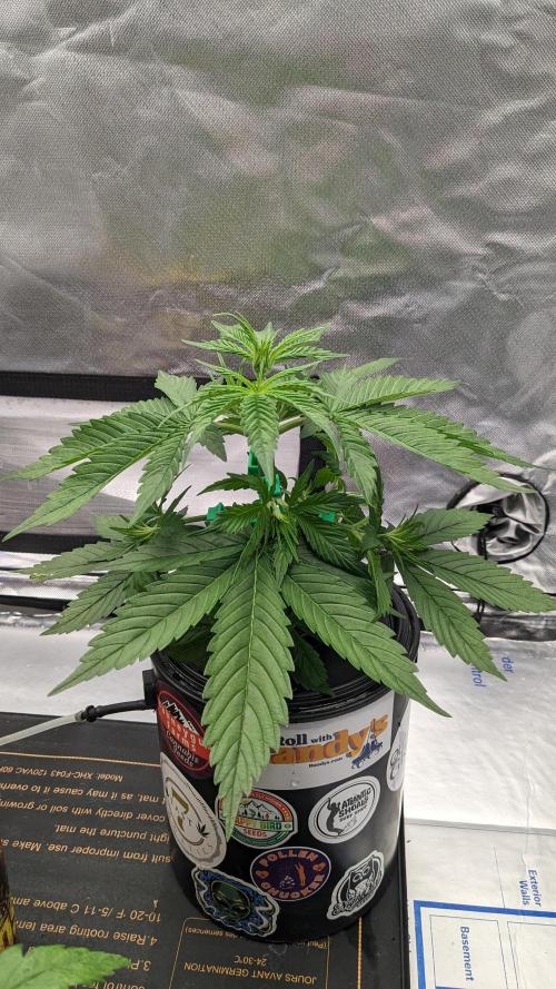 Plagron/Zamnesia Eternity Cup 2026. Week 3