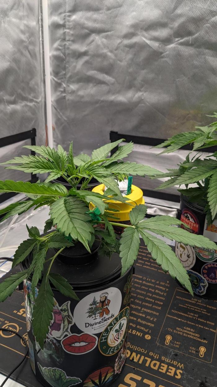 Showcasing my own strain!. Week 3