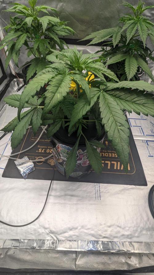 Showcasing my own strain!. Week 3