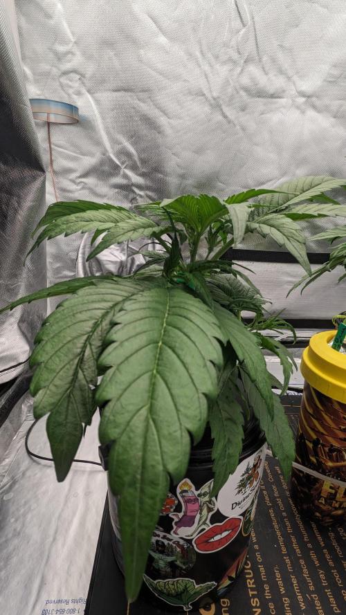 Showcasing my own strain!. Week 3