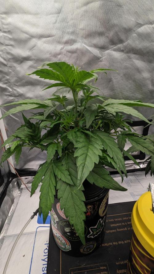 Rainbow Belts Auto by Zamnesia. Week 3