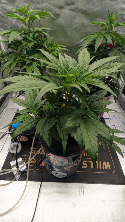 Showcasing my own strain!. Week 3