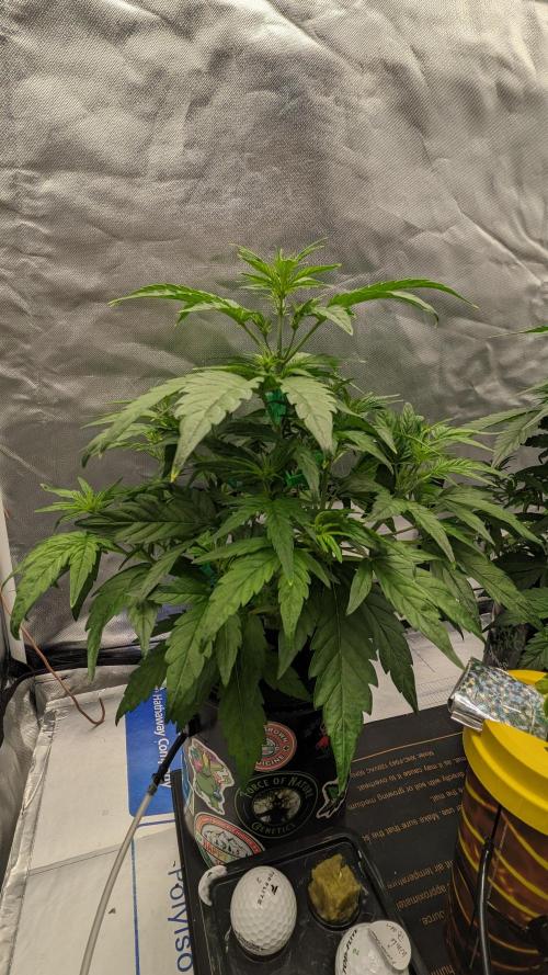 Rainbow Belts Auto by Zamnesia. Week 3