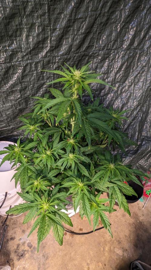 Rainbow Belts Auto by Zamnesia. Week 4