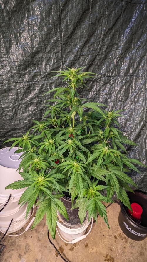 Rainbow Belts Auto by Zamnesia. Week 4