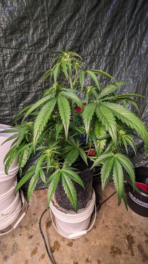 Showcasing my own strain!. Week 4