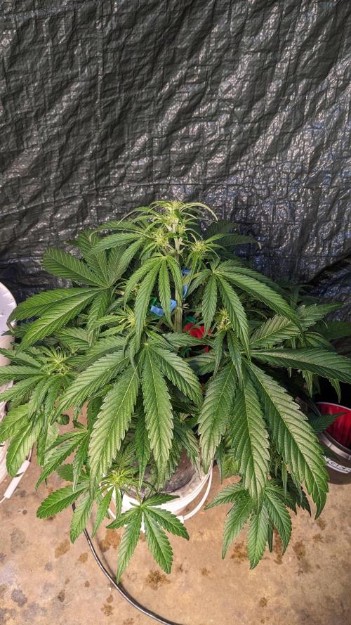 Showcasing my own strain!. Week 4