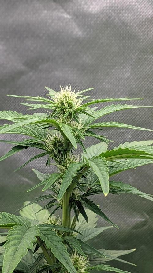 Rainbow Belts Auto by Zamnesia. Week 4