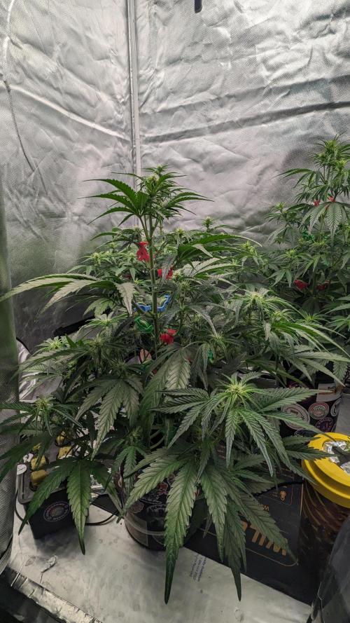 Showcasing my own strain!. Week 4