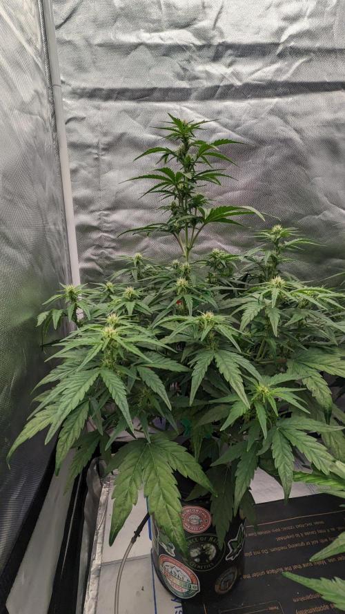 Rainbow Belts Auto by Zamnesia. Week 4