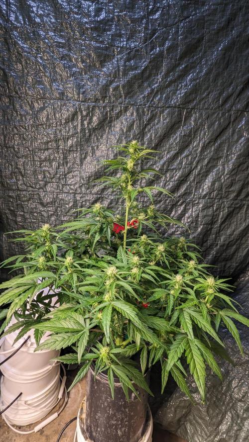 Rainbow Belts Auto by Zamnesia. Week 4