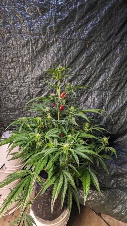 Showcasing my own strain!. Week 4