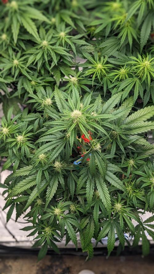 Showcasing my own strain!. Week 5