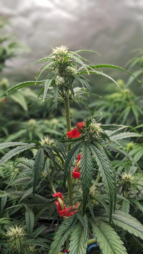 Showcasing my own strain!. Week 5