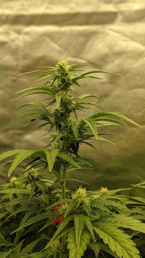 Rainbow Belts Auto by Zamnesia. Week 5