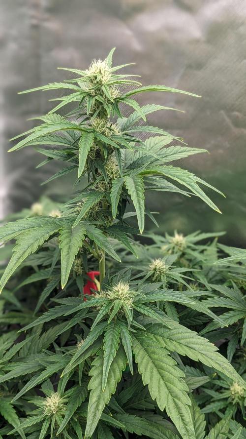 Rainbow Belts Auto by Zamnesia. Week 5