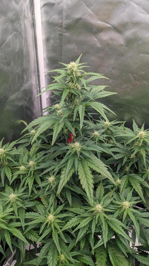 Rainbow Belts Auto by Zamnesia. Week 5
