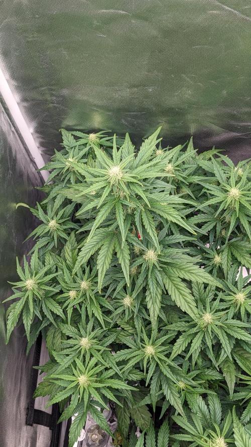 Rainbow Belts Auto by Zamnesia. Week 5