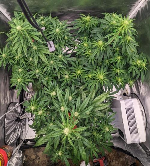 Rainbow Belts Auto by Zamnesia. Week 5