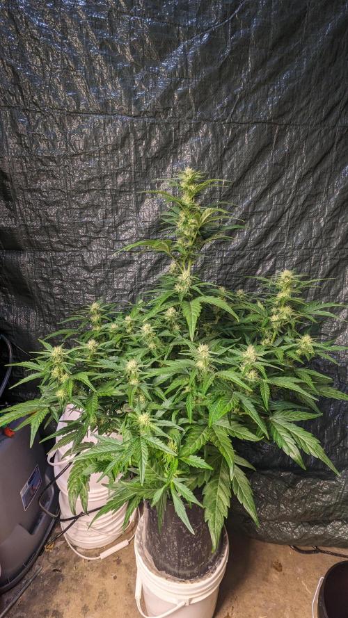Rainbow Belts Auto by Zamnesia. Week 5