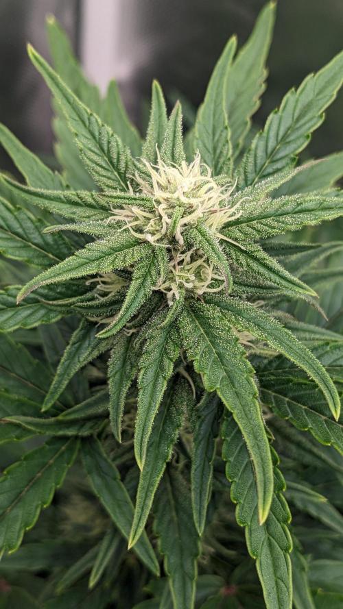 Rainbow Belts Auto by Zamnesia. Week 5