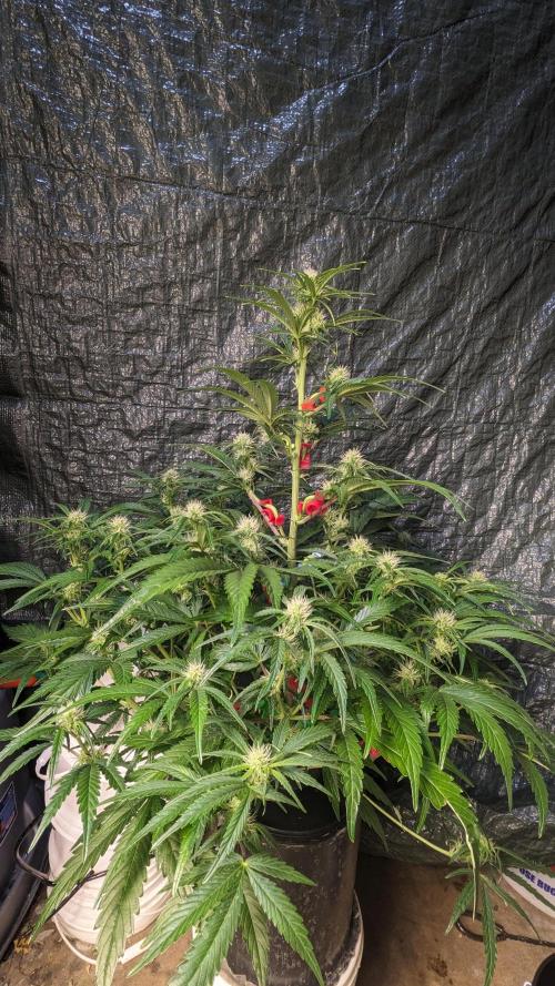 Showcasing my own strain!. Week 5