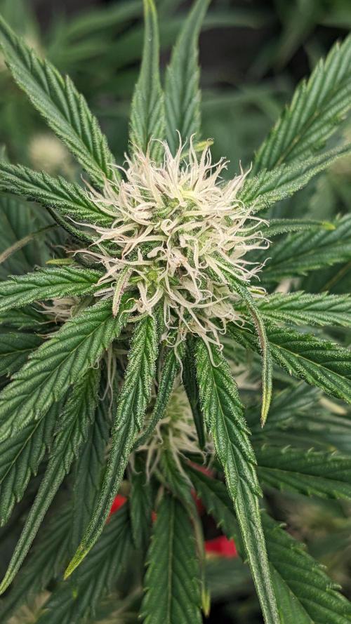 Showcasing my own strain!. Week 5