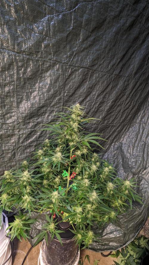 Rainbow Belts Auto by Zamnesia. Week 5