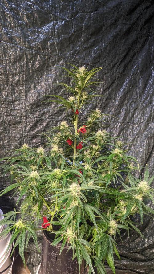 Showcasing my own strain!. Week 5