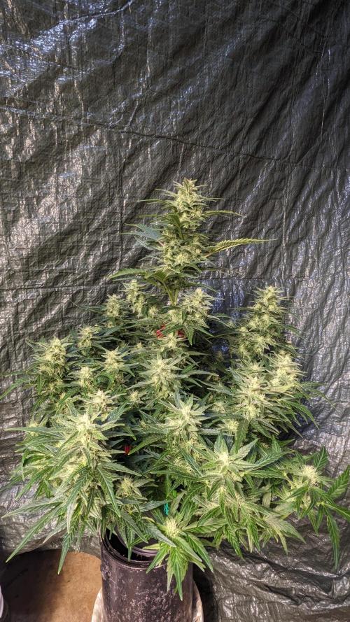 Rainbow Belts Auto by Zamnesia. Week 6