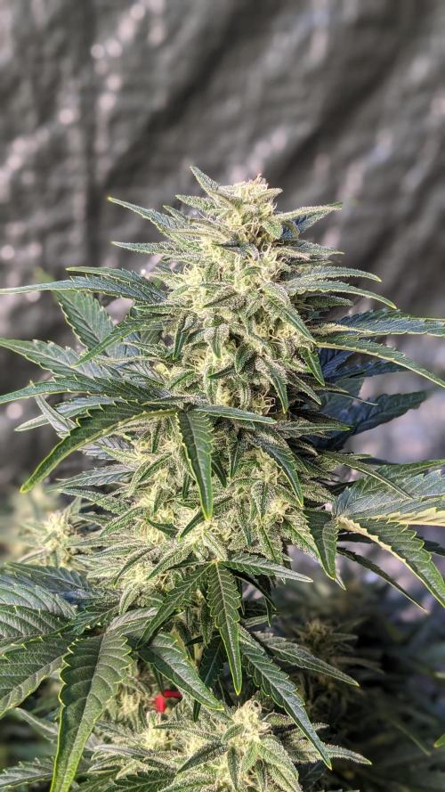 Rainbow Belts Auto by Zamnesia. Week 6
