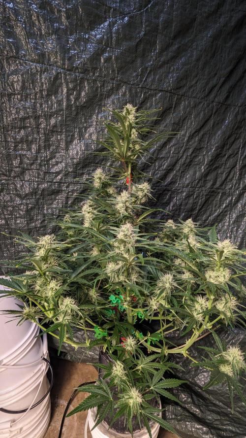 Showcasing my own strain!. Week 6