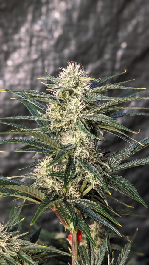 Showcasing my own strain!. Week 6