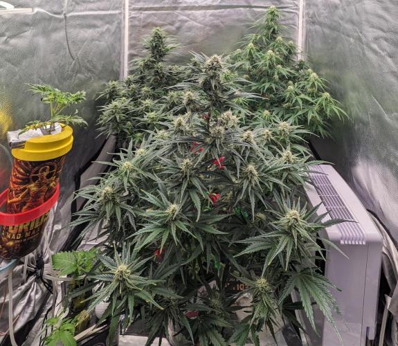Showcasing my own strain!. Week 6