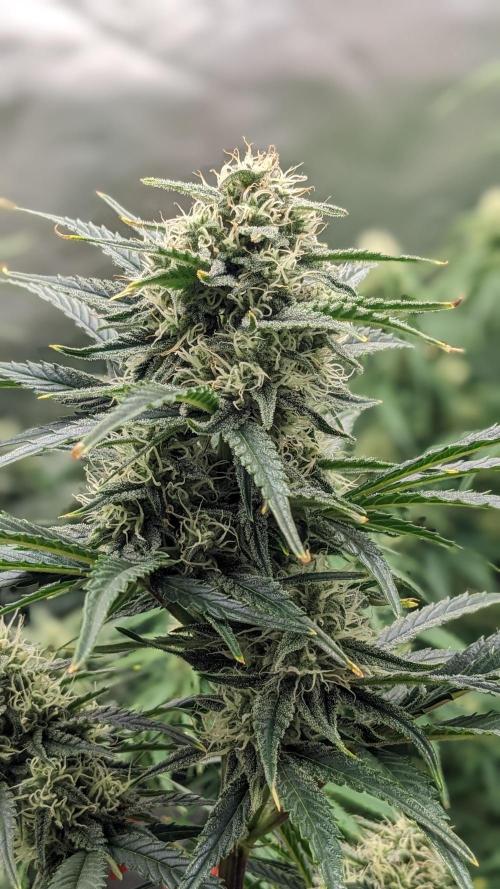 Showcasing my own strain!. Week 6