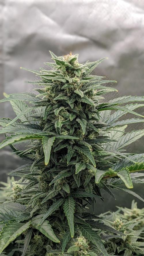 Rainbow Belts Auto by Zamnesia. Week 6