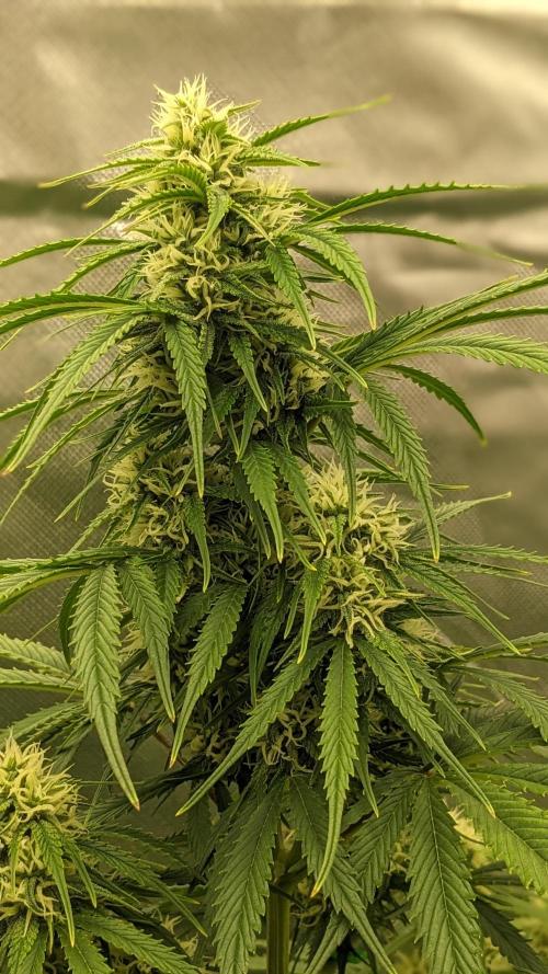 Plagron/Zamnesia Eternity Cup 2026. Week 6