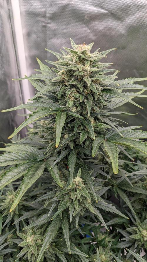 Rainbow Belts Auto by Zamnesia. Week 6