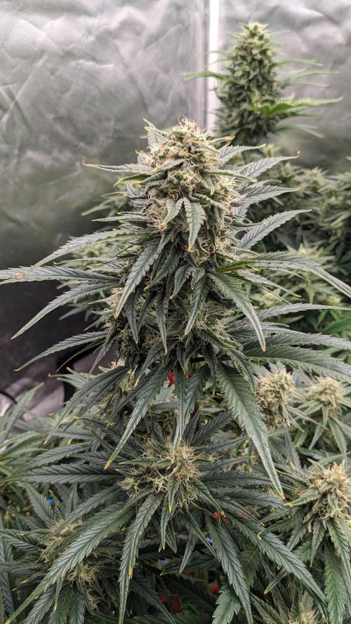 Showcasing my own strain!. Week 6