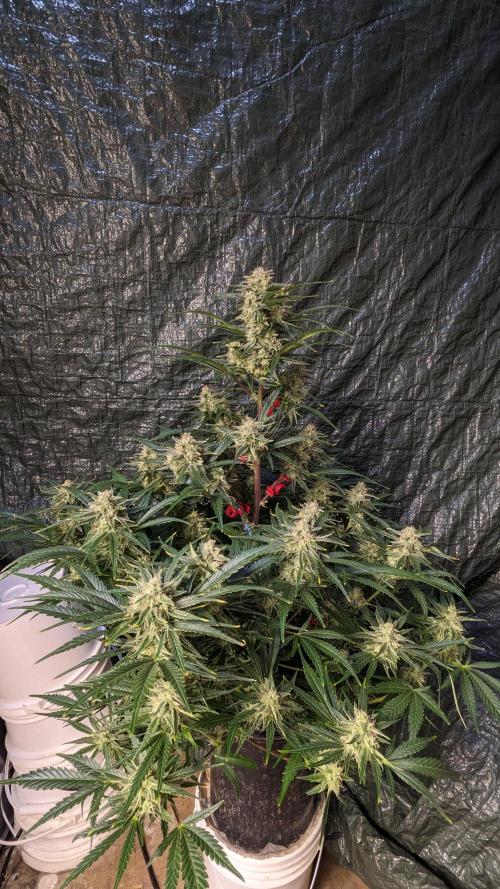 Showcasing my own strain!. Week 7