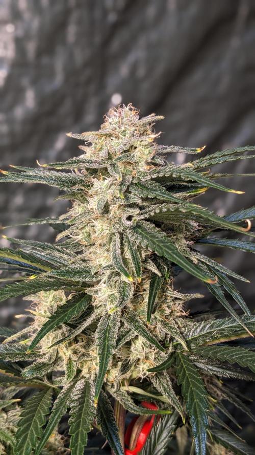 Showcasing my own strain!. Week 7
