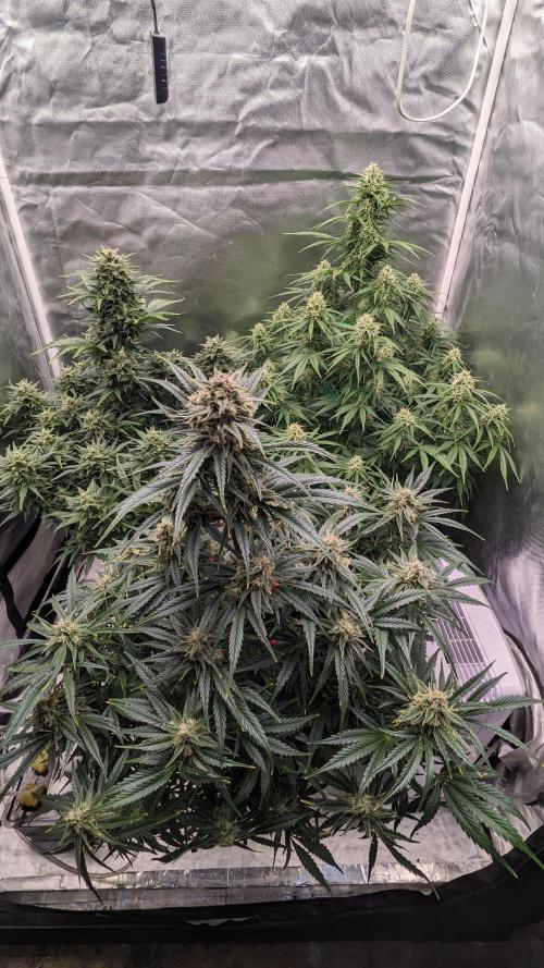 Showcasing my own strain!. Week 7