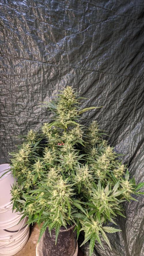 Rainbow Belts Auto by Zamnesia. Week 7