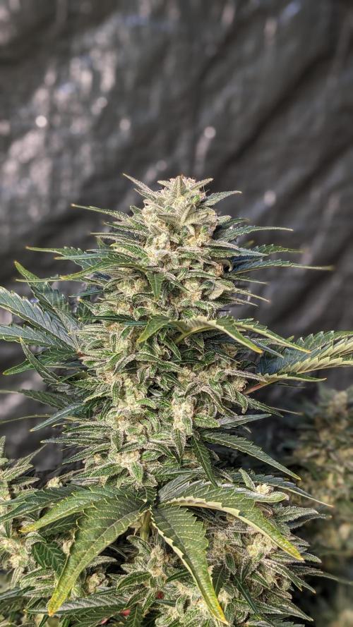 Rainbow Belts Auto by Zamnesia. Week 7