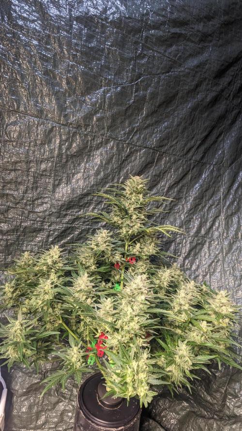 Rainbow Belts Auto by Zamnesia. Week 7