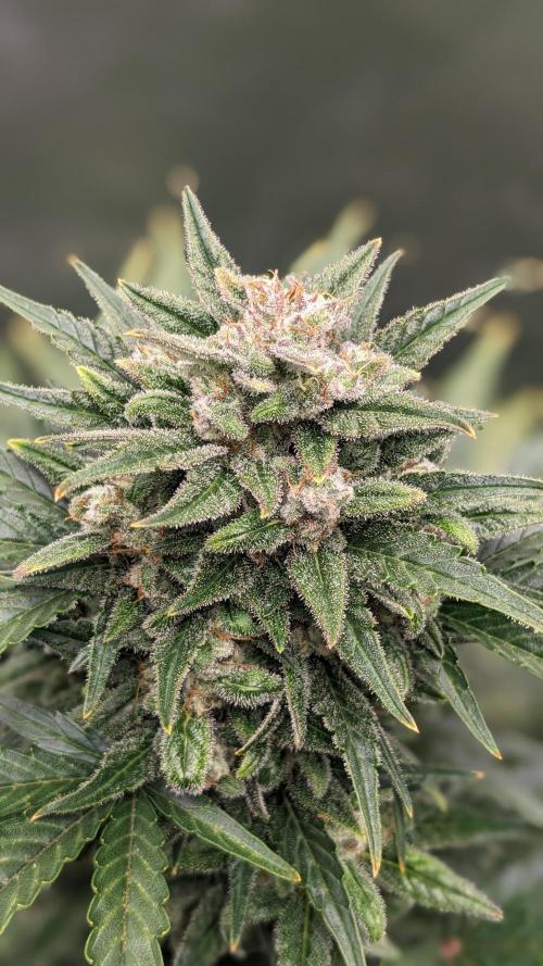 Rainbow Belts Auto by Zamnesia. Week 7