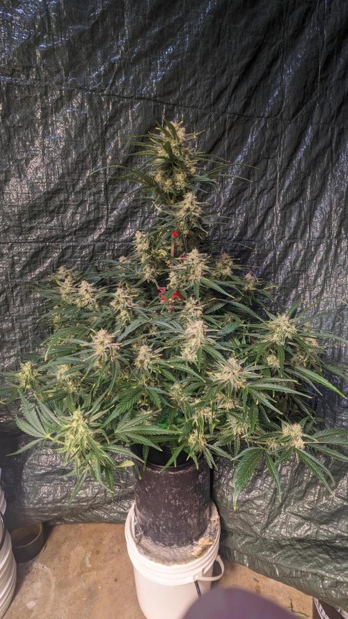 Showcasing my own strain!. Week 7