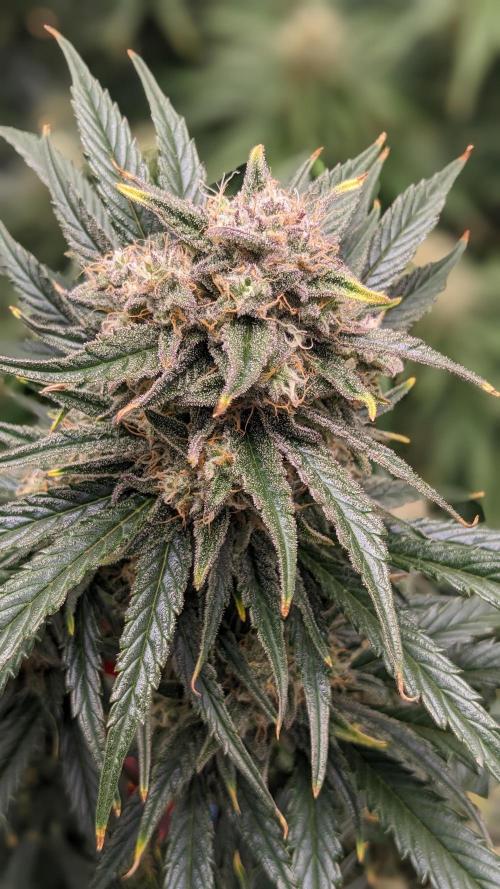 Showcasing my own strain!. Week 7